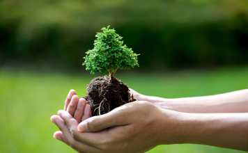 Everything You Need To Know About Tree Service Houston tree service